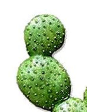 JUEGO DE 3 CACTUS PARA DECORACION DE NACIMIENTO